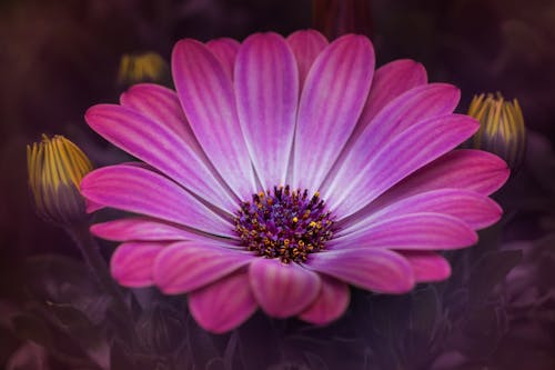 免費 植物群, 特寫鏡頭, 粉紅色的花 的 免費圖庫相片 圖庫相片