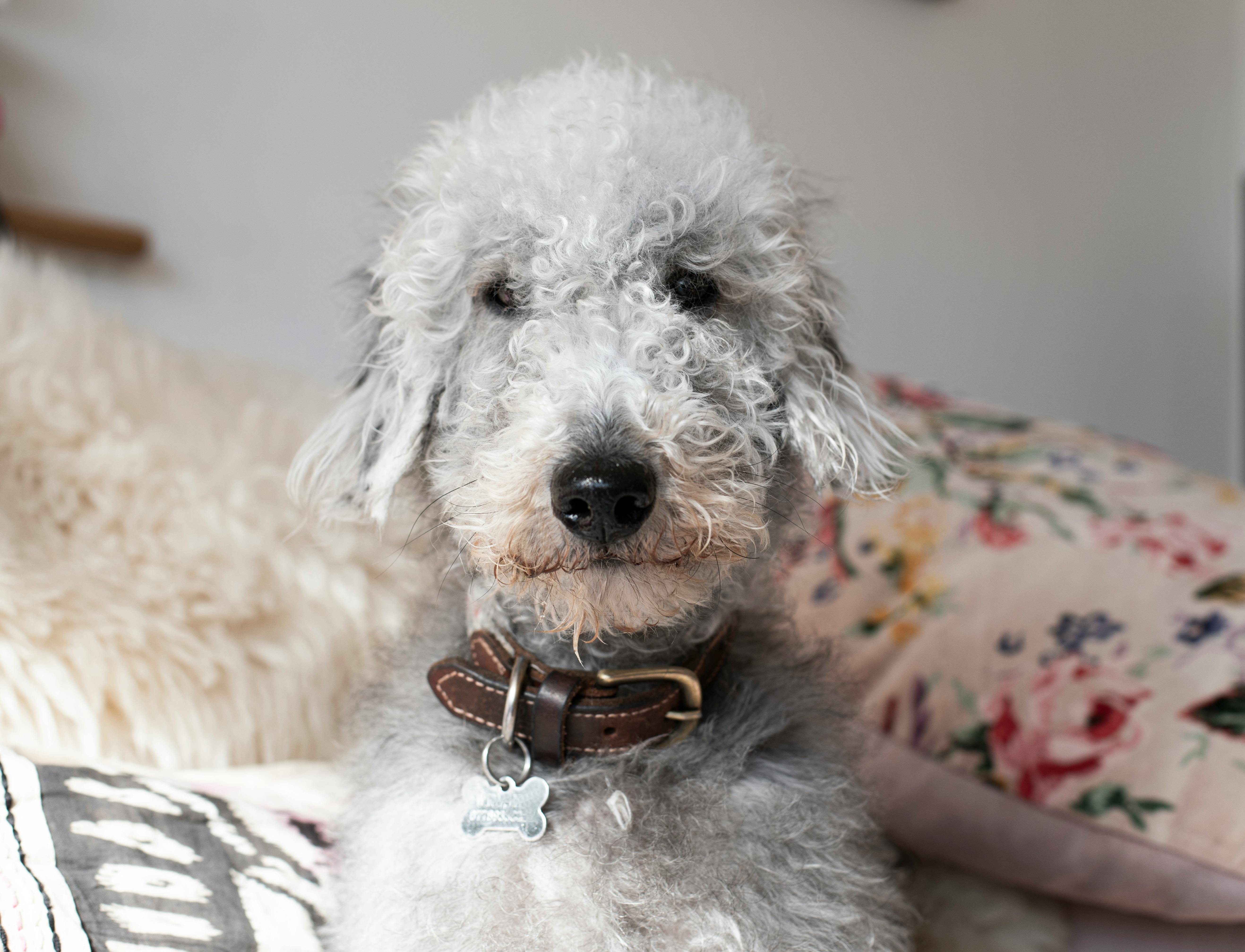 Bedlington Terrier