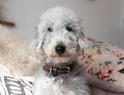 Bedlington Terrier
