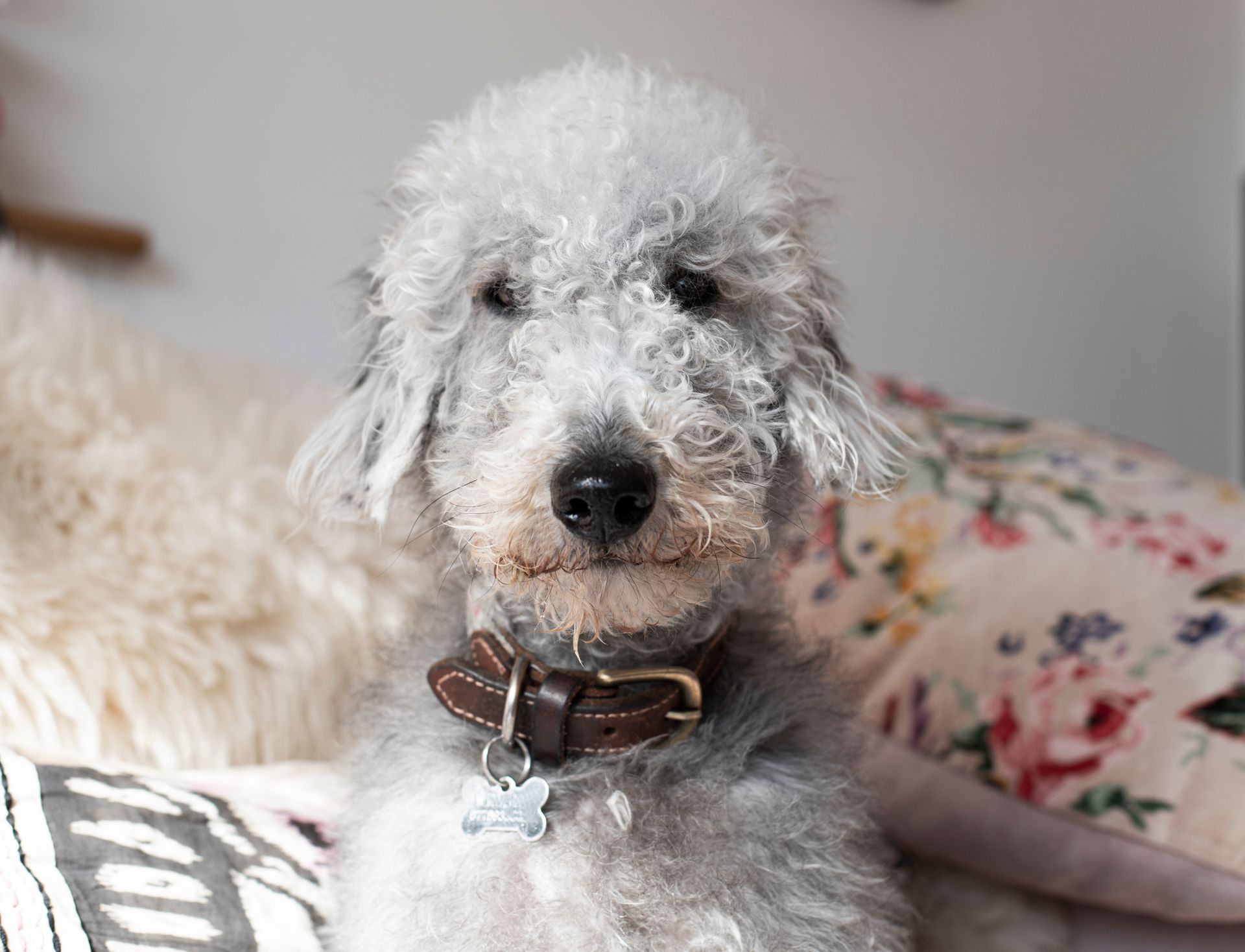 A Bedlington Terrier