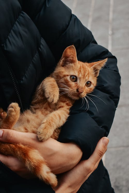 Fotobanka s bezplatnými fotkami na tému chlpatý, domáce zviera, mača