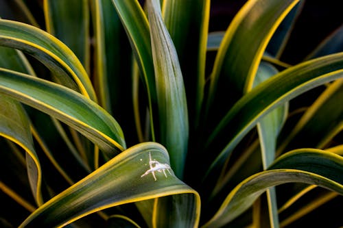 龙舌兰植物的特写摄影
