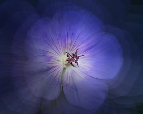 Ücretsiz arka fon, çiçek, çoklu pozlama içeren Ücretsiz stok fotoğraf Stok Fotoğraflar