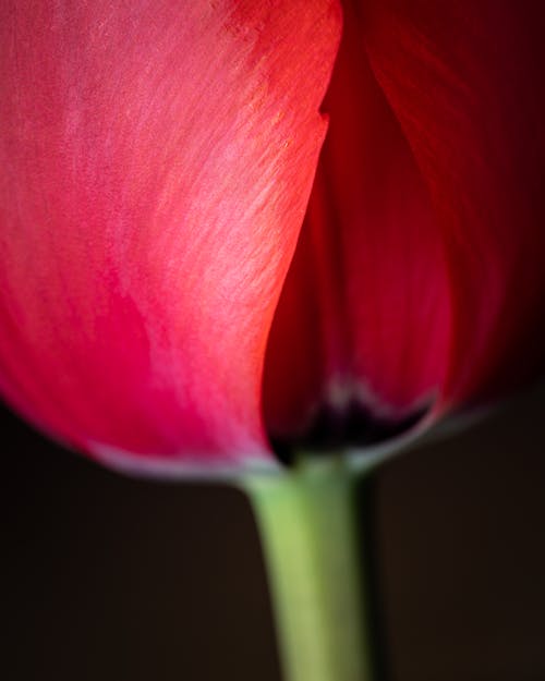 Macro Shot of a Red Flower