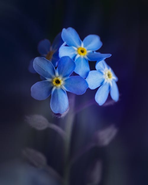 Close-Up Shot of Alpine Forget-Me-Not Flowers in Bloom