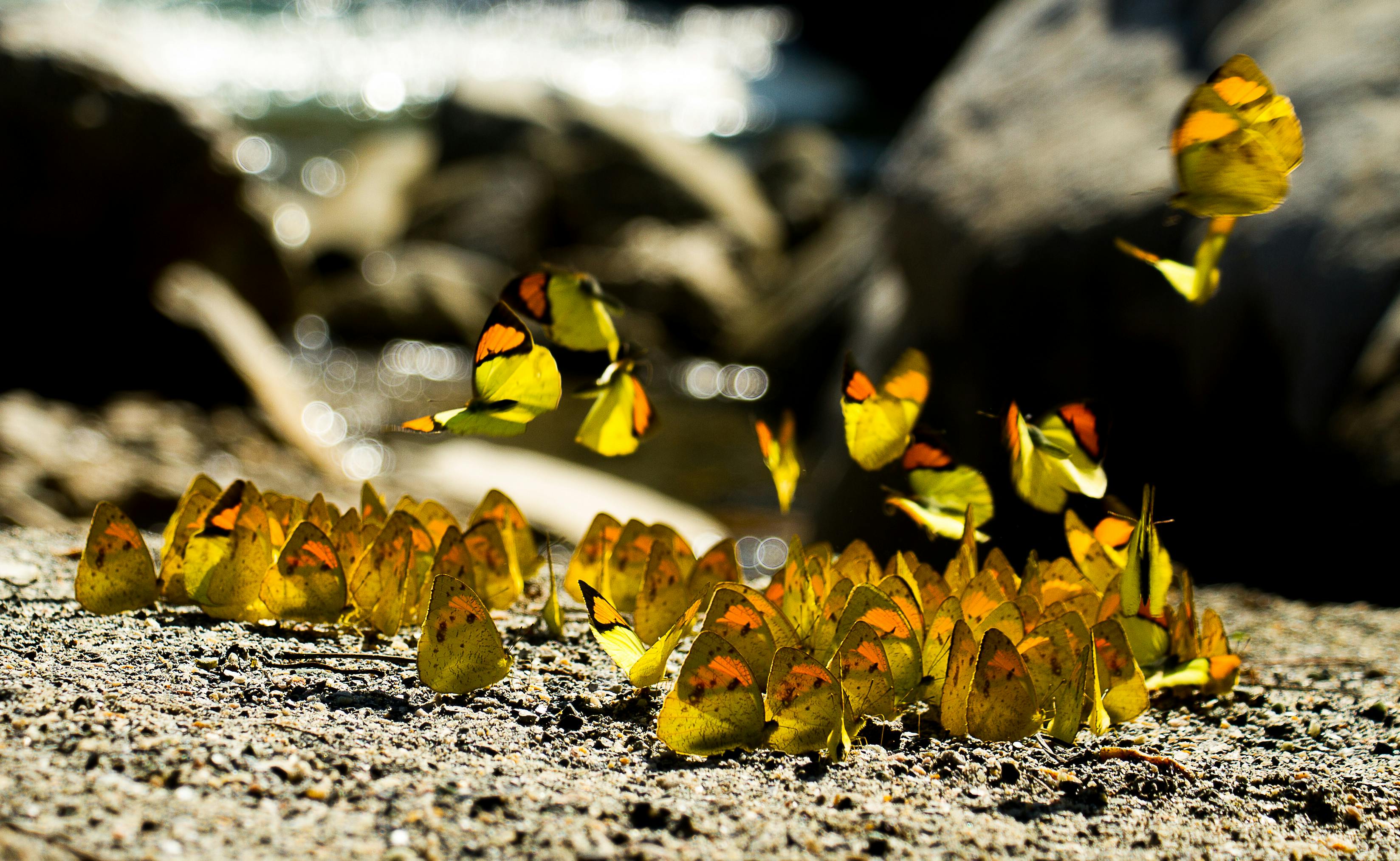 Free stock photo of butterflies, mud puddling, nature