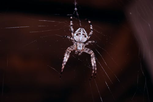 Free Spider Hanging On Spider Web Stock Photo