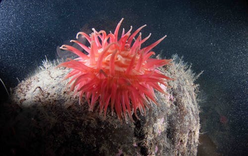 Gratis arkivbilde med akvatisk, anemone, dyp Arkivbilde