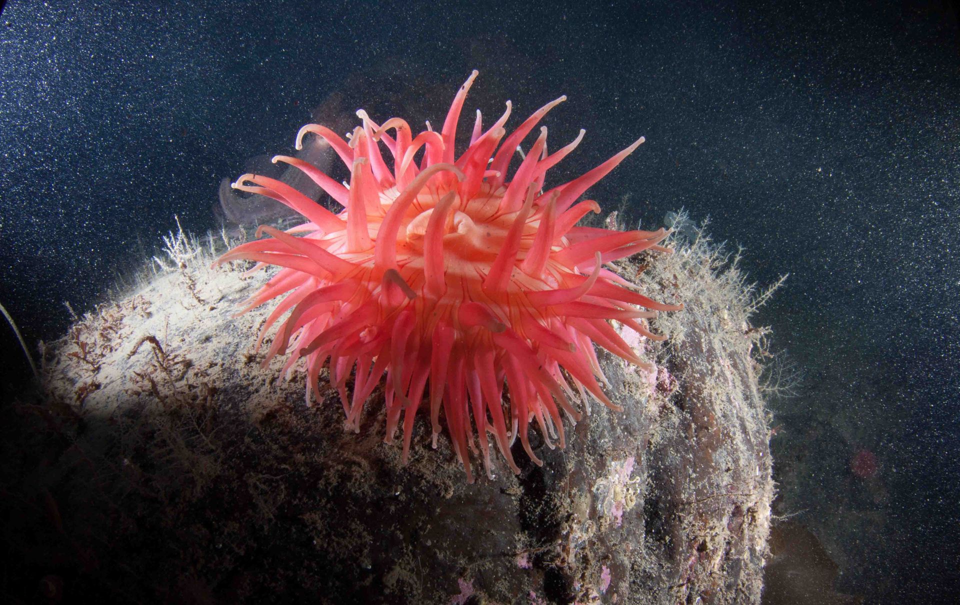 Close-up of a vibrant red sea anemone on a rock in deep ocean waters.