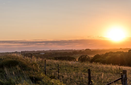 内布拉斯加州乡村的田野和树木，在日出时分的宁静景色中显得格外明亮