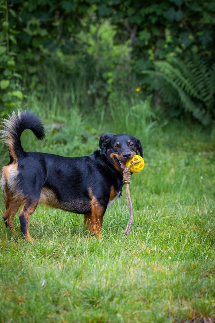 A Dog Playing Outdoors With A Toy