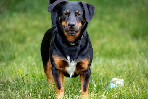 Close-Up Shot of a Rottweiler Looking at Camera while Standing on a Grassy Field