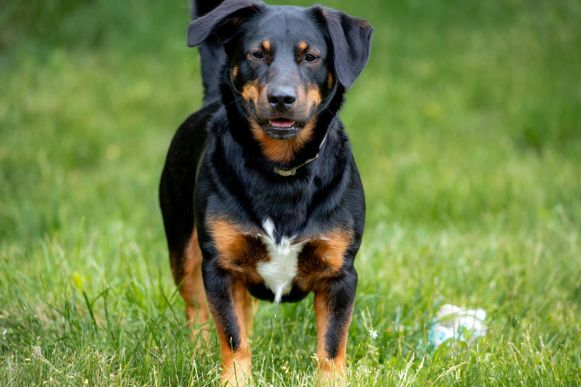 Närbild av en rottweiler som tittar på kameran medan den står på ett gräsfält