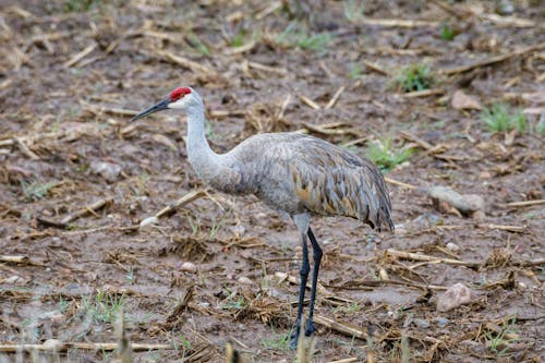 Photos gratuites de animal, aviaire, faune