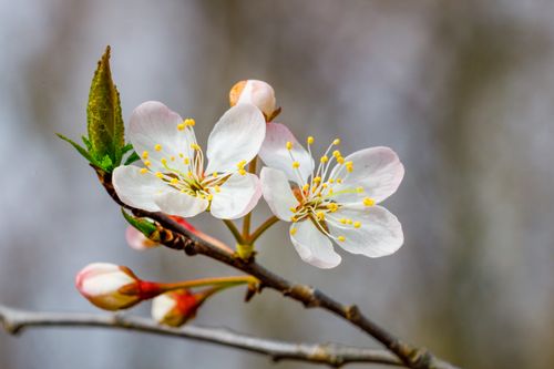 Free Detailed view of delicate white blossoms on a branch during springtime. Stock Photo