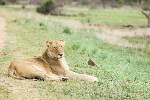 A Lioness Lying Down on a Grassy Field