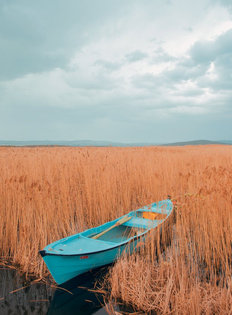 Blue Boat In Yellow Grass On A Swamp And Clouds In Sky