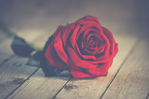 Free Red Rose on Brown Wooden Surface Stock Photo