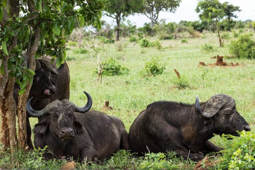 Bulls on Green Grass Field