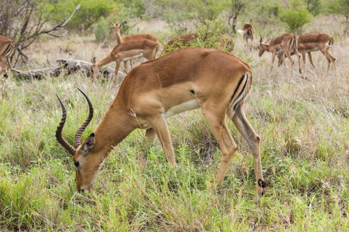 Free A group of impalas peacefully grazes in the South African wilderness, showcasing the beauty of wildlife. Stock Photo