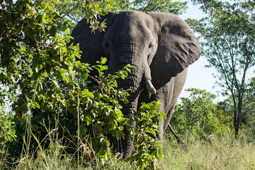 Základová fotografie zdarma na téma africký slon, býložravec, detail