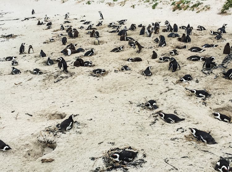 African Penguins On The Sand 