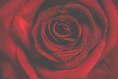 Free Macro Photography of Red Rose Stock Photo