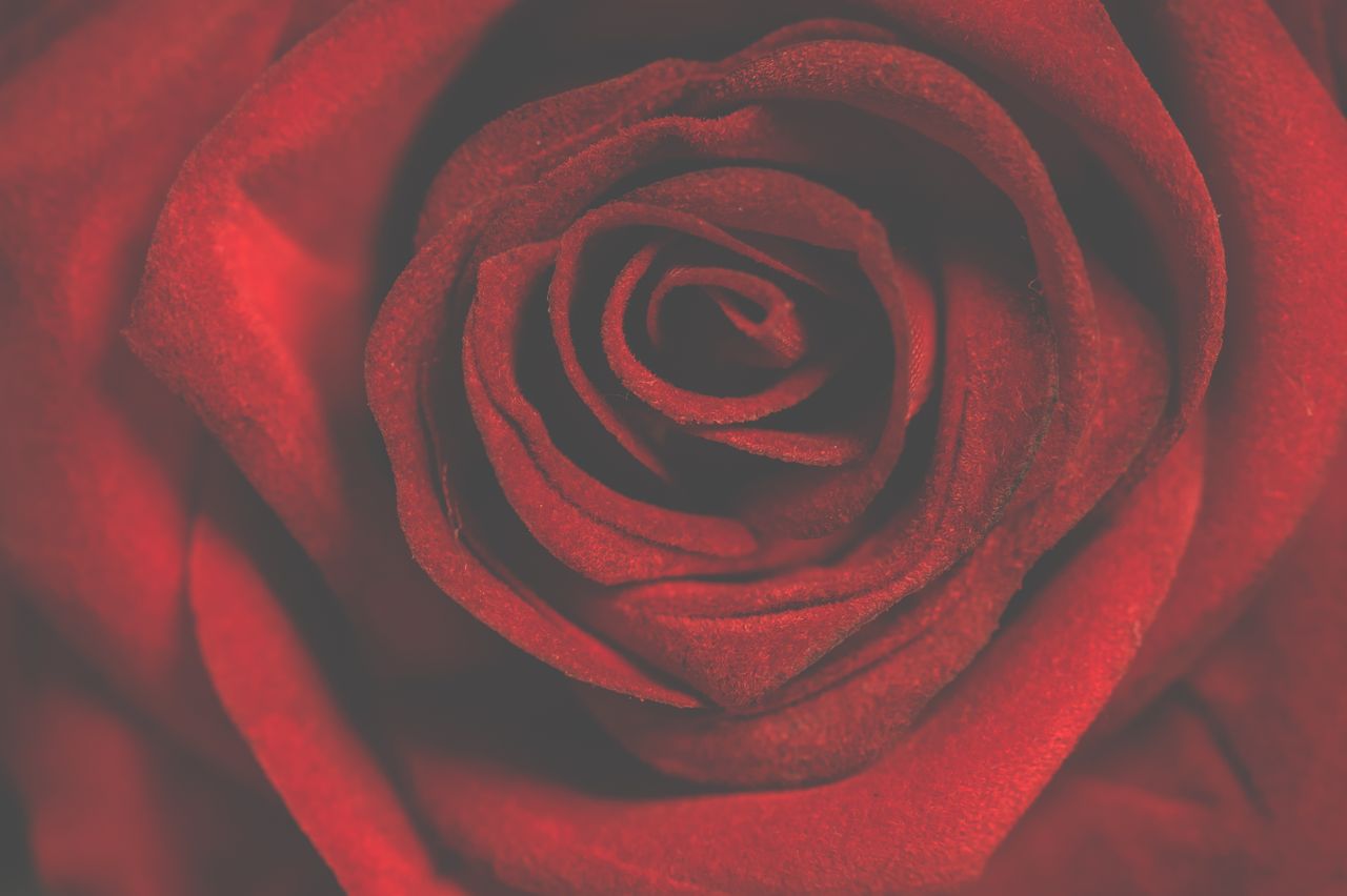 stunning macro shot of a vibrant red rose highlighting its delicate pe