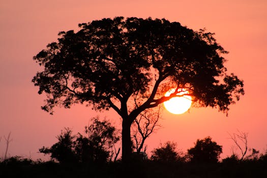 A beautiful sunset in South Africa, showcasing a tree silhouette against a vibrant sky.