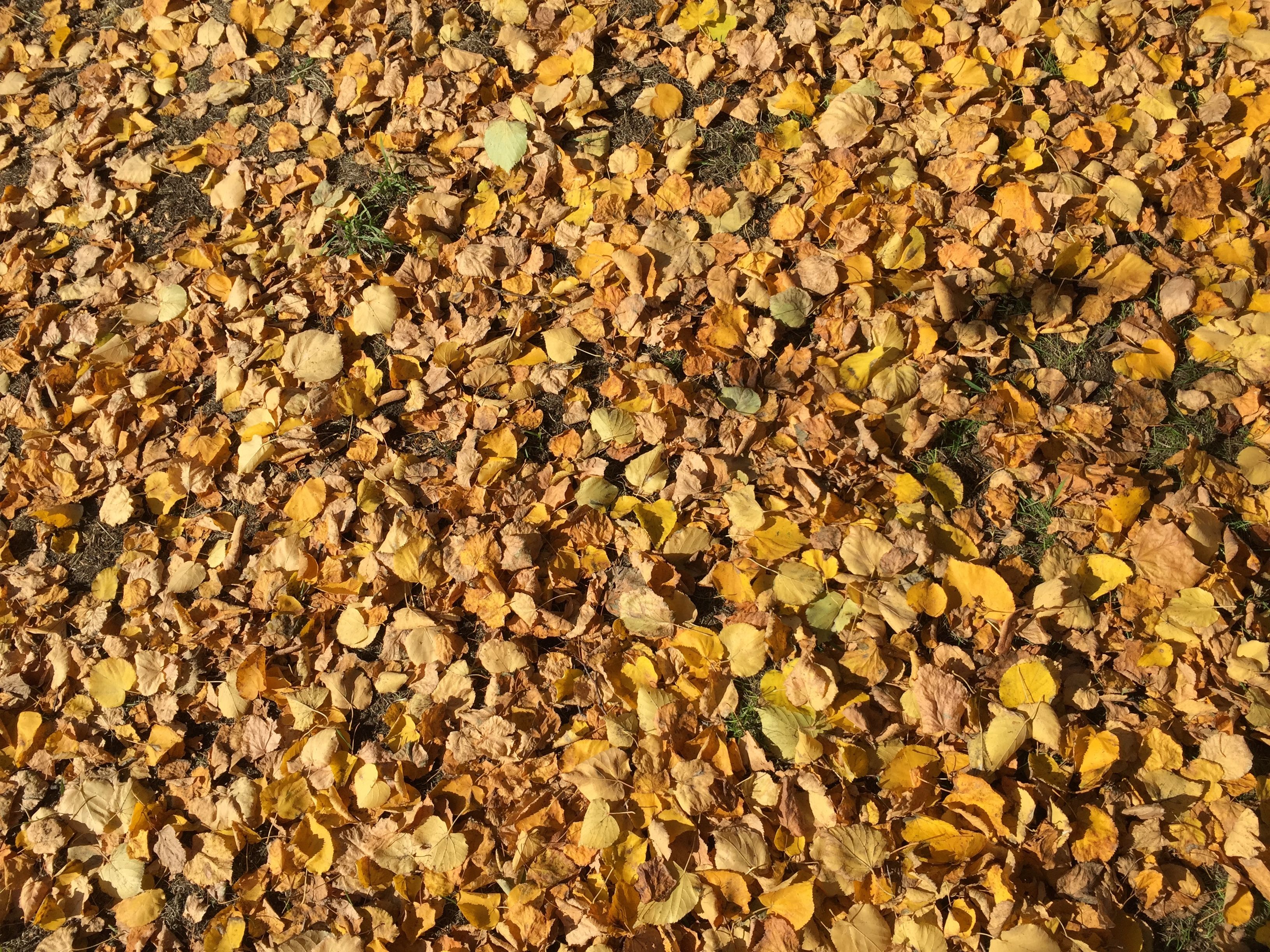Golden brown autumn leaves cover the ground, heralding the fall season in Irkutsk, Russia.
