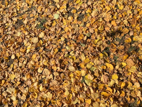 Photos gratuites de automne, feuilles, moulu