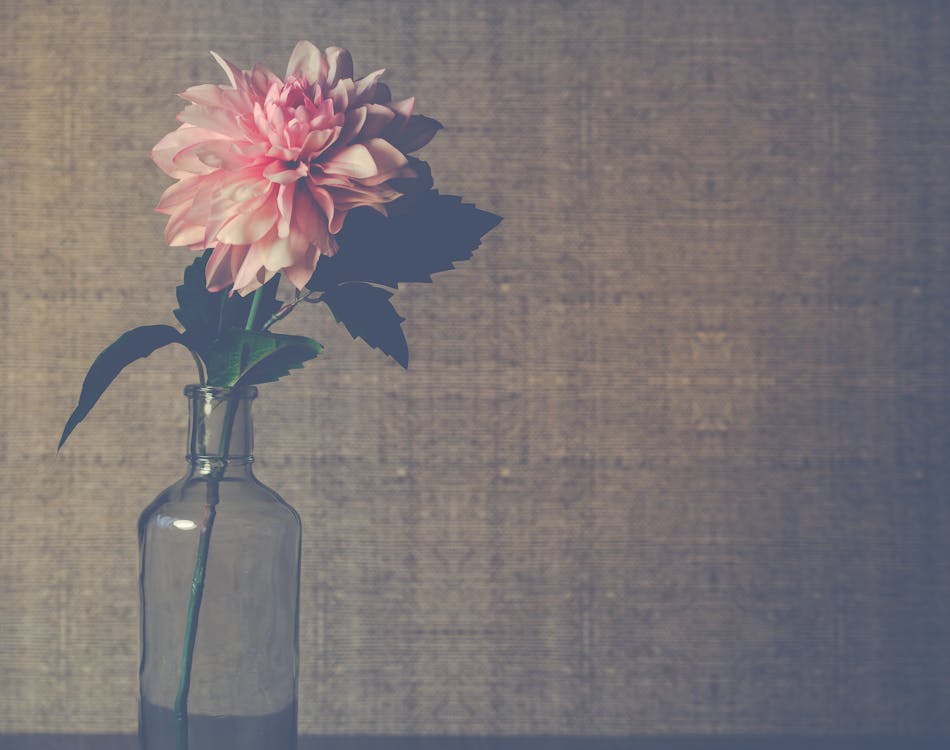 ピンクのダリアの花が咲く透明なガラスの花瓶