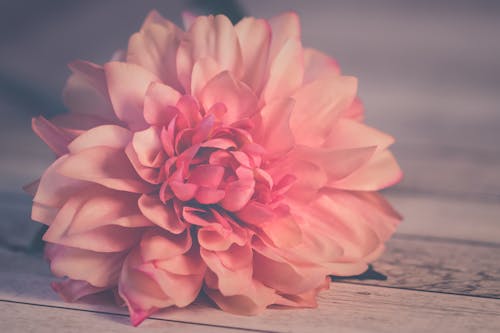 Цветок розового георгина в цвету