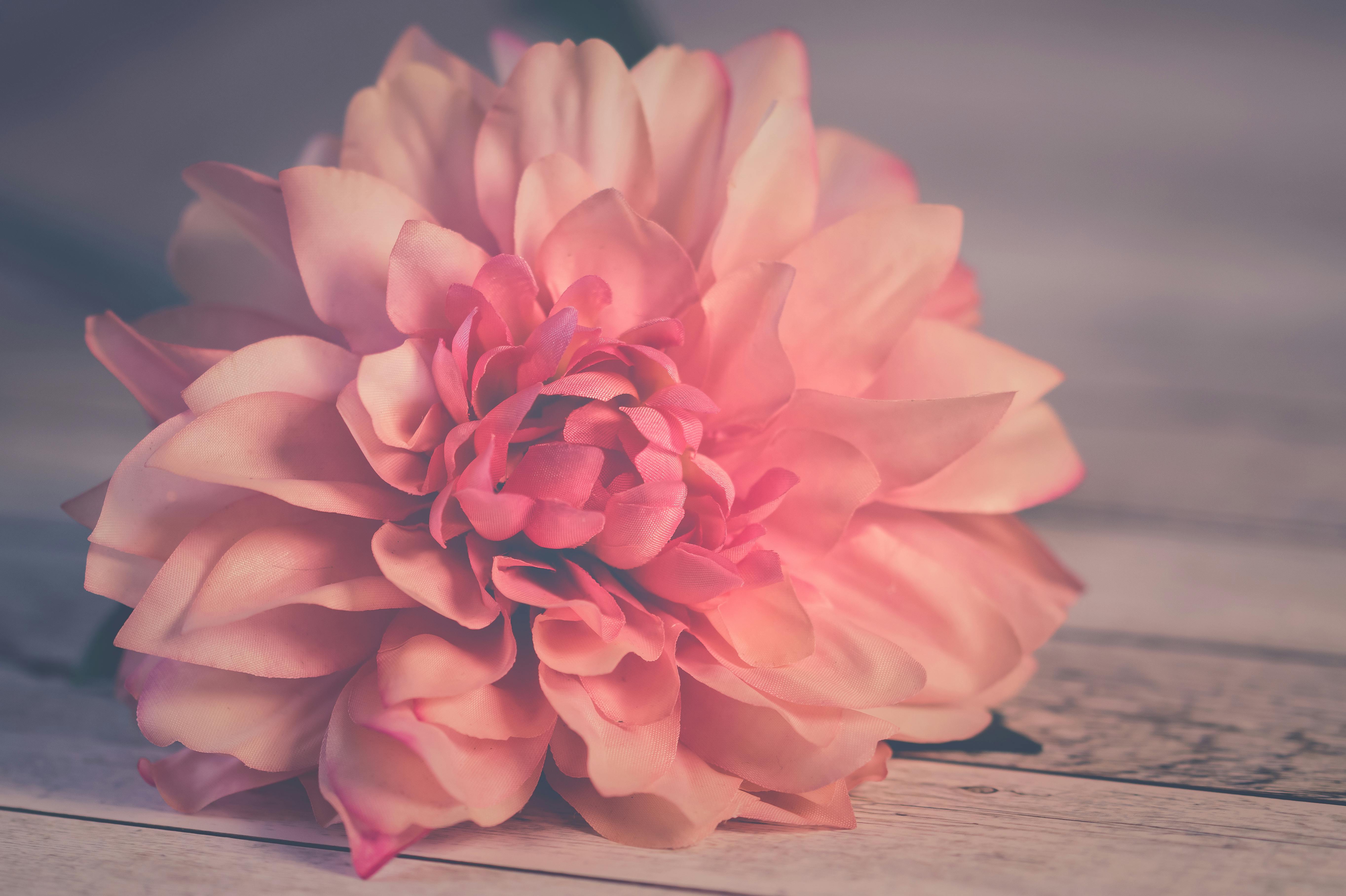 咲くピンクのダリアの花 無料の写真素材