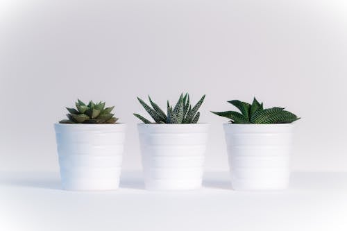 Drie Groene Geassorteerde Planten In Witte Keramische Potten