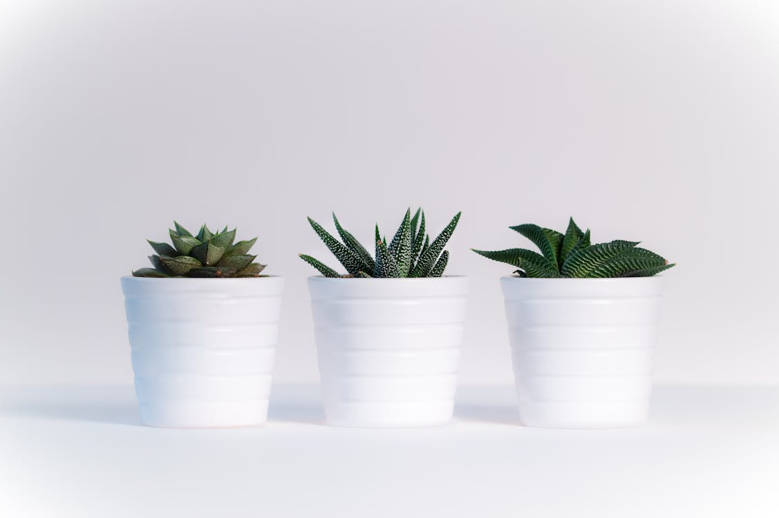 화이트 세라믹 냄비에 세 가지 녹색 모듬 식물