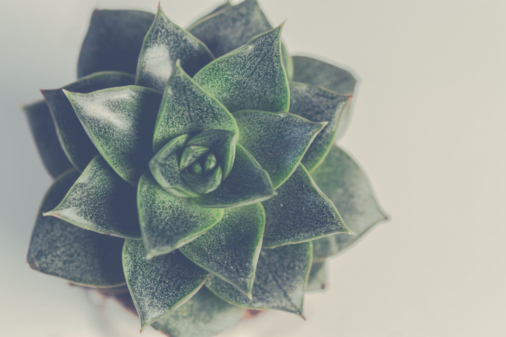 Detailed top view of a green rosette succulent plant with soft lighting.