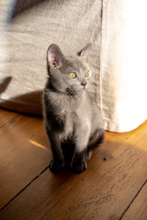 Close-Up Shot of a Gray Kitten Sitting on a Wooden Floor