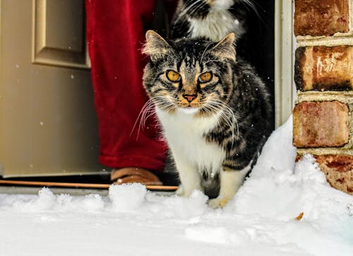 Kucing Maine Coon Coklat, Putih Dan Hitam Di Depan Pintu Kayu Abu Abu
