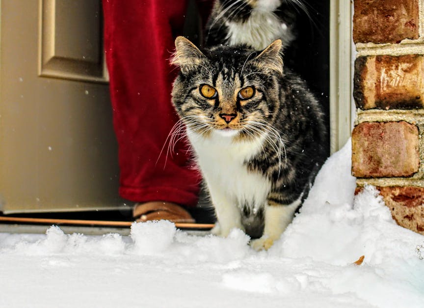 Free stock photo of cat coming out in the snow