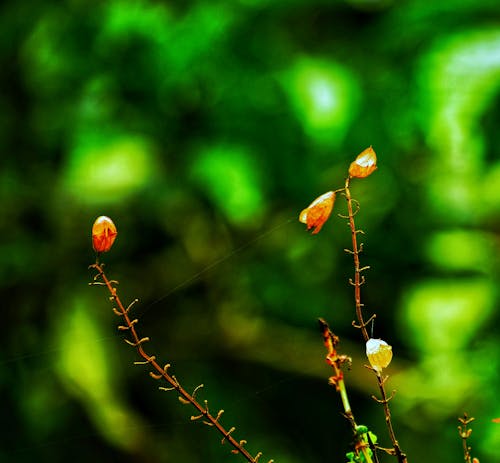 Free stock photo of cherry blossom, christmas, flower