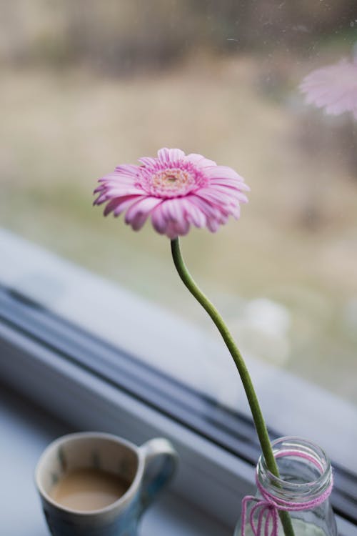 Pink Flower on a Plastic Bottle at the Windowsill