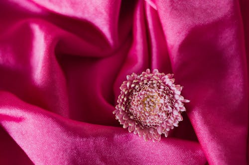 A Pink Flower and a Fabric