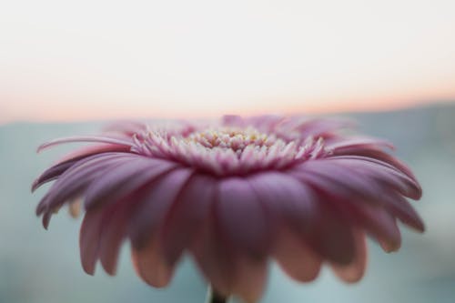 Macro Shot of a Gerbera Daisy in Bloom