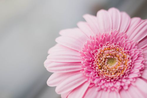 Free Bright and delicate pink Gerbera daisy in full bloom, showcasing its intricate petals. Stock Photo