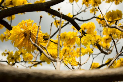 免費 黃色花瓣花 圖庫相片