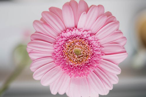 бесплатная Бесплатное стоковое фото с лепестки, максросъемка, розовый цветок Стоковое фото