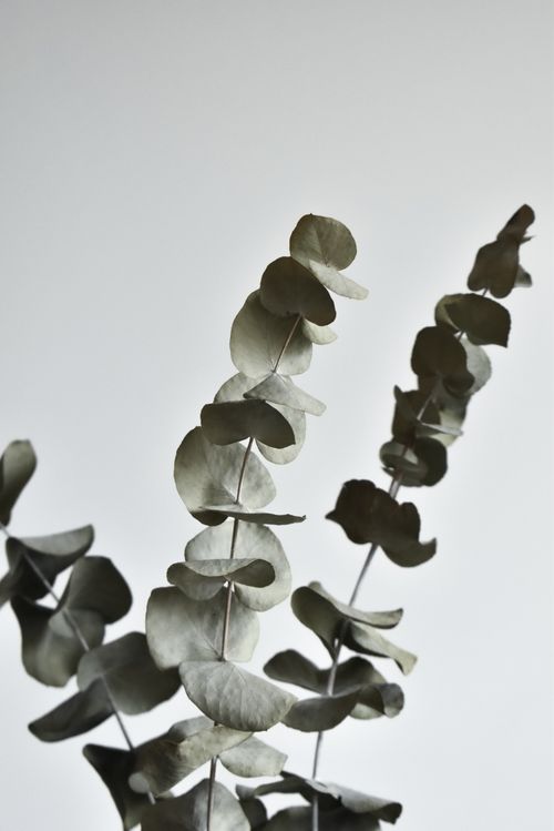 Free Elegant eucalyptus leaves captured in a minimalist style against a neutral backdrop. Stock Photo