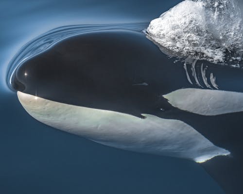 Безкоштовне стокове фото на тему «айсберг, вода, кит»