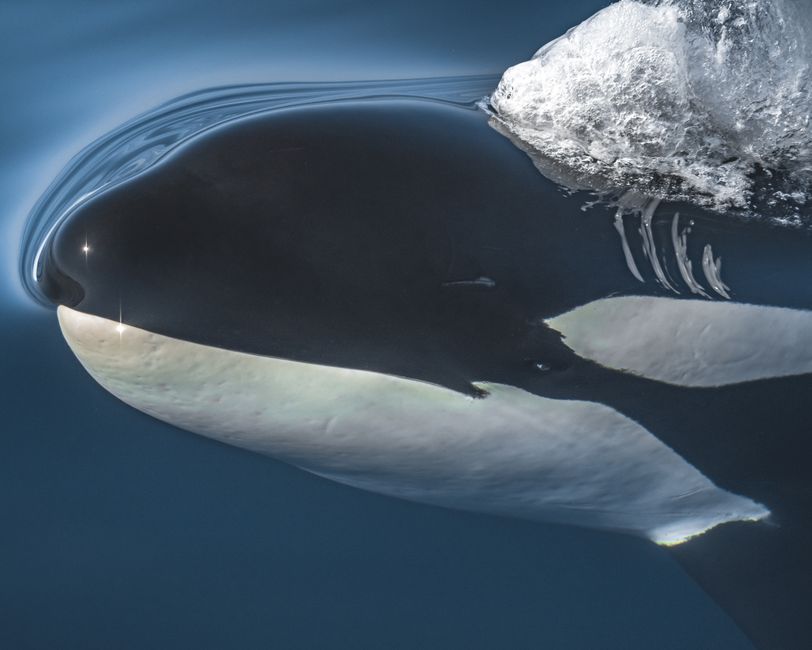 Orca în ocean - simbol al inteligenței și strategiei în interpretarea viselor